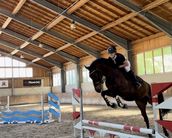 Springpferd Miss Maple 4 (Lettisches Warmblut, 2019, von Cesano II)