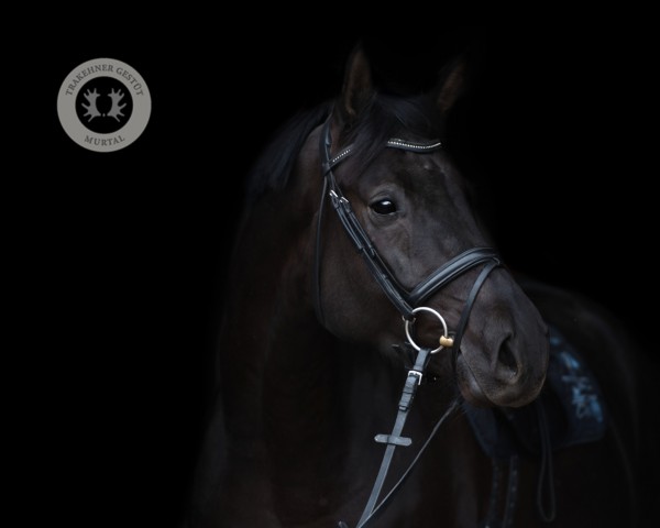 dressage horse Kaisererbe (Trakehner, 2019, from Kaiser Milton)