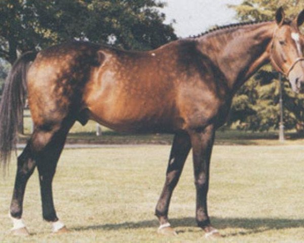 stallion Jalisco B (Selle Français, 1975, from Almé)