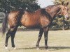 horse Jalisco B (Selle Français, 1975, from Almé Z)