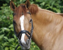 Zuchtstute Dorlina Red (Deutsches Reitpony, 1996, von Dornik B)