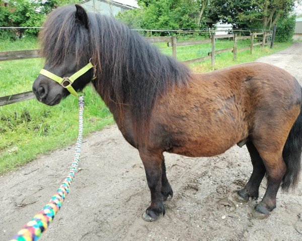 Pferd Lumpi (Shetland Pony, 2021, von Zaubertroll vom Rindergraben)