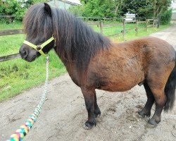 Pferd Lumpi (Shetland Pony, 2021, von Zaubertroll vom Rindergraben)