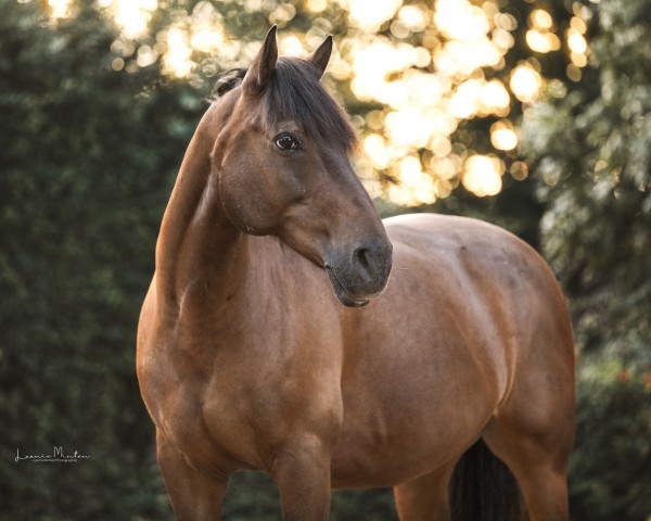 horse Marcante (Haflinger Mix, 2006, from Much O Vision)