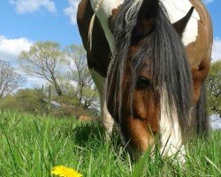 Zuchtstute Candigirl (Tinker / Irish Cob / Gypsy Vanner, 1999, von Candiman)