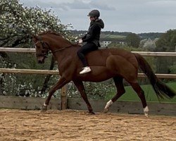 dressage horse Abendstern 112 (Hessian Warmblood, 2006, from Almaz)