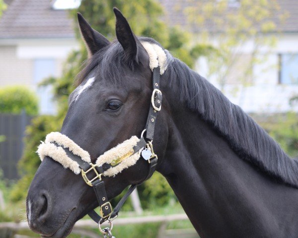 dressage horse Jackson Haines EH (Oldenburg, 2020, from Janeiro Platinum)