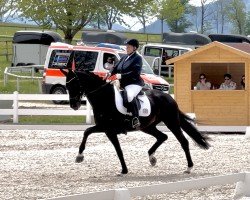 broodmare Fifty Shades of Beauty (Hanoverian, 2017, from Fürst Wilhelm)