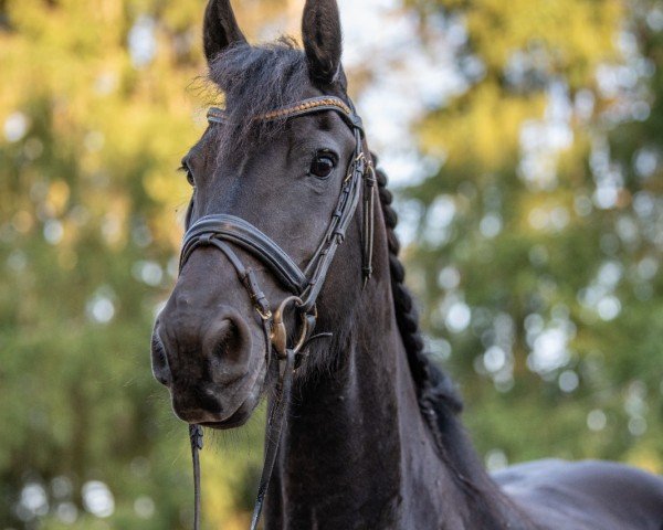 Zuchtstute Riekje (KWPN (Niederländisches Warmblut),  , von Rypke 321)