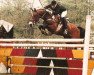 stallion Nantano (German Riding Pony, 1975, from Nante I)
