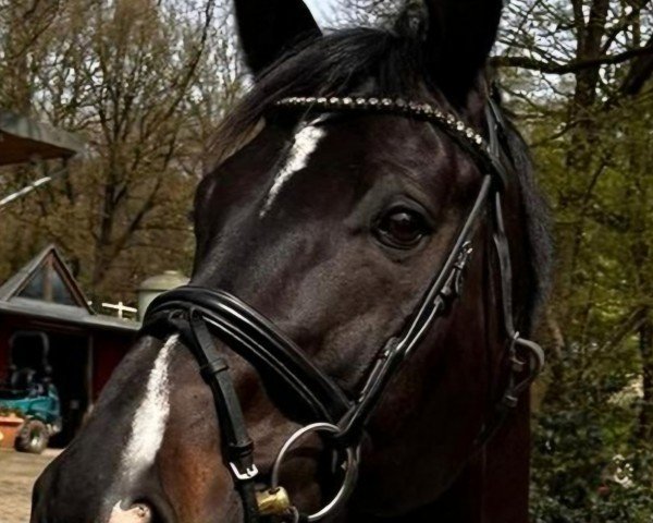 dressage horse Bon Rubin (unknown, 2007)