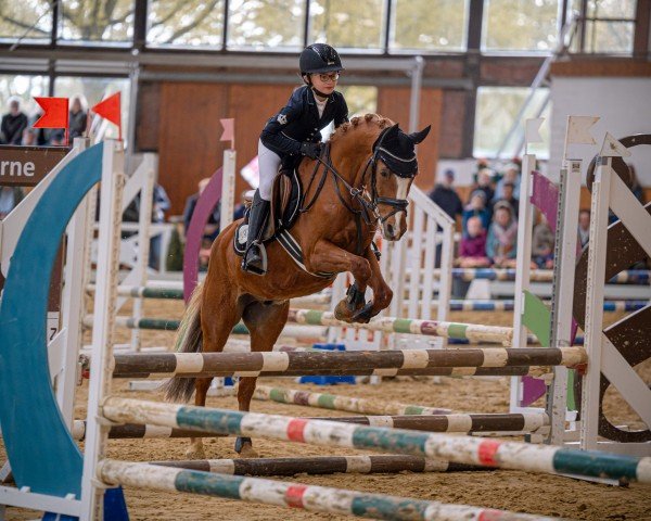 jumper Top Freddy (German Riding Pony, 2005, from Top Karetino)