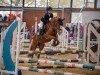 Dressurpferd Top Freddy (Deutsches Reitpony, 2005, von Top Karetino)