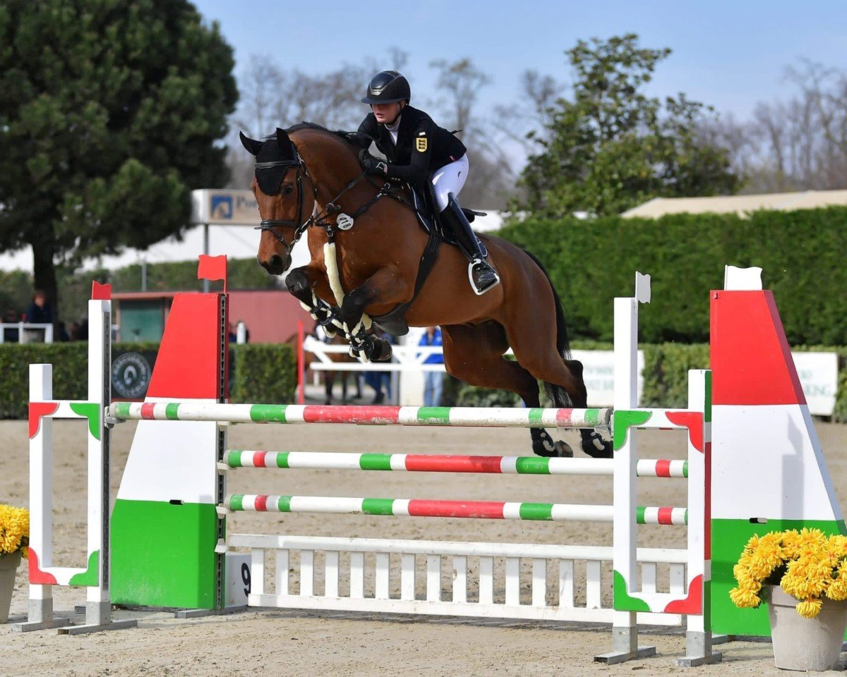 jumper Pivot des Coeurs (Hanoverian, 2009, from Perigueux)