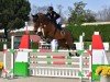 jumper Pivot des coeurs (Hanoverian, 2009, from Perigueux)