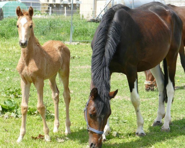 broodmare Concetta A (anglo european sporthorse, 2018, from Chaman)