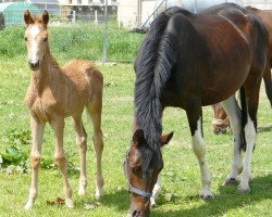 broodmare Concetta A (anglo european sporthorse, 2018, from Chaman)