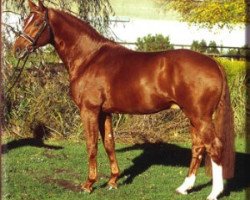 stallion Riverside (Hanoverian, 2000, from Regazzoni)