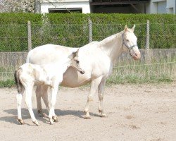 broodmare Anabella (anglo european sporthorse,  , from Almhirt týnský)