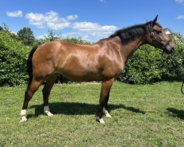 jumper Pommery van't Oud Vliegveld (Belgian Warmblood, 2015, from Elvis Ter Putte)