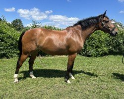 Springpferd Pommery van't Oud Vliegveld (Belgisches Warmblut, 2015, von Elvis Ter Putte)