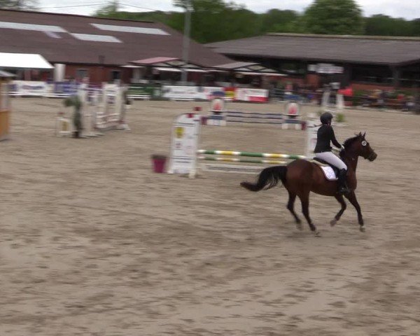 Reitturnier Havixbeck 2024