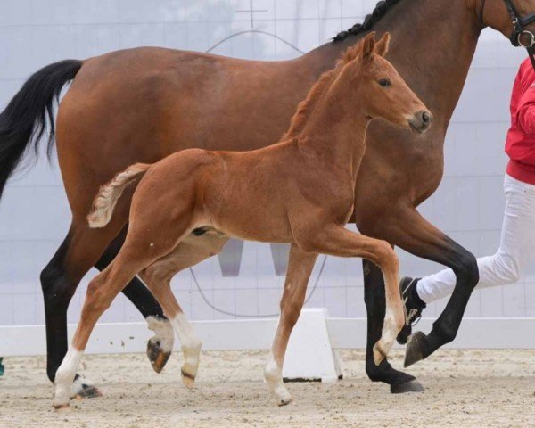 foal by Verpoorten (Westphalian, 2024, from Viva Gold OLD)