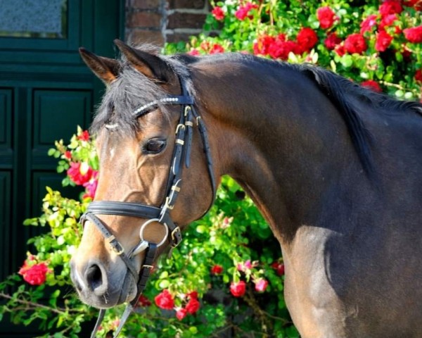 broodmare Lea (German Riding Pony, 1993, from Leonardo)