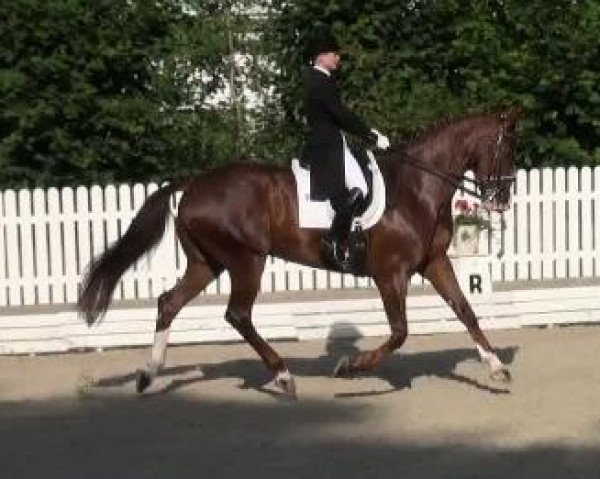 dressage horse Don Natello (Hanoverian, 2002, from Donnerhall)