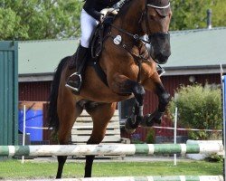 jumper Lea (German Sport Horse, 2005, from Lefevre)