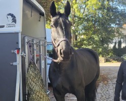 Springpferd Gipsy 1196 (Sächs.-Thür. Schweres Warmbl., 2012, von Celsius)