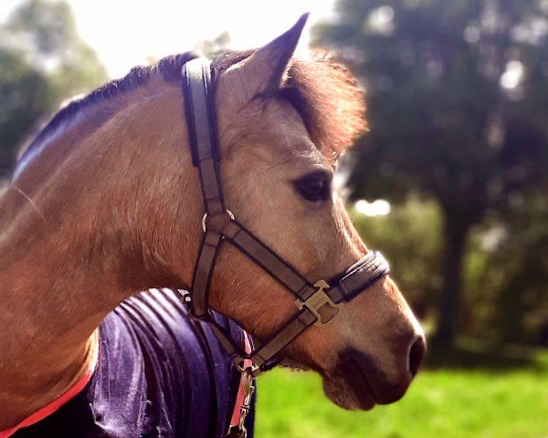 broodmare Vanilla Rose vom Heideland (Kleines Deutsches Pony, 2012, from Karat's Meteor)