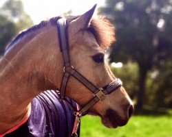 broodmare Vanilla Rose vom Heideland (Kleines Deutsches Pony, 2012, from Karat's Meteor)