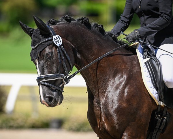 Springpferd Ceur de Picard M (Bayer, 2011, von Coeur de Nobless M)