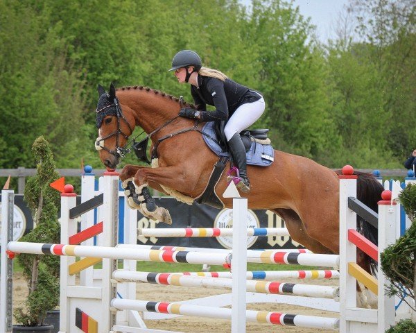 jumper Batida de Coco 80 (German Sport Horse, 2017, from Brantzau)
