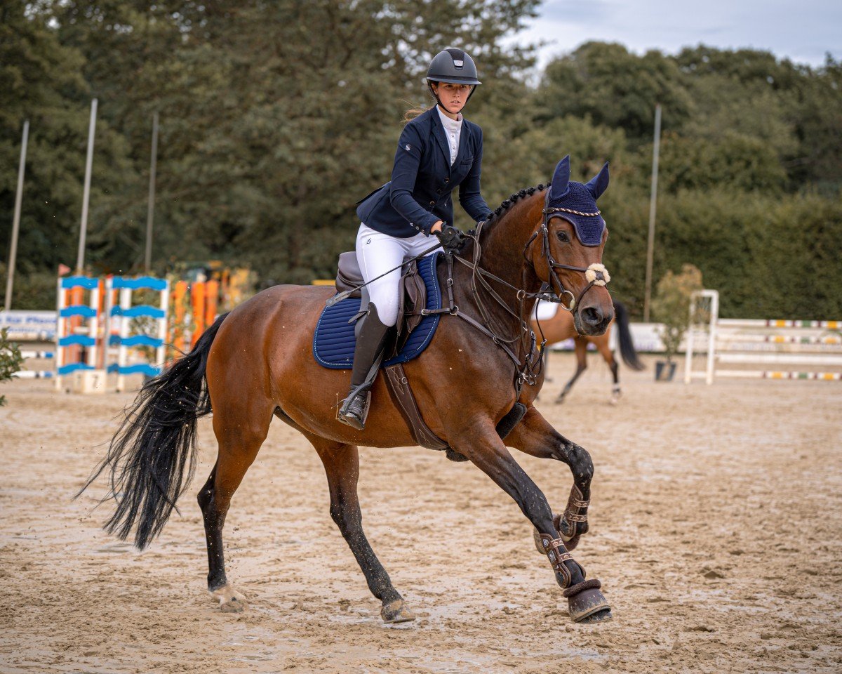 jumper Ciao-Ciao (German Sport Horse, 2012, from Cellestial)