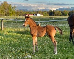 foal by El Cumbanchero FH (Austrian Warmblood, 2024, from Escamillo)