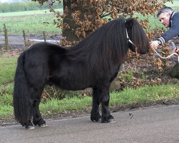 Deckhengst Juneau v. d. Amstelhof (Shetland Pony,  , von Perigueux van Isala)