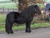 Deckhengst Juneau v. d. Amstelhof (Shetland Pony,  , von Perigueux van Isala)