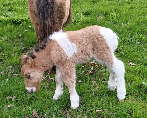 foal by Vincent von der Malchower Aue (Dt.Part-bred Shetland pony, 2024, from Valesko von Salza)