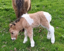 Fohlen von Vincent von der Malchower Aue (Dt.Part-bred Shetland Pony, 2024, von Valesko von Salza)