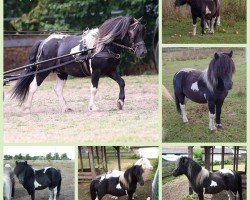 stallion Valesko von Salza (Shetland Pony, 2019, from Vasko vom Ellernbrook)