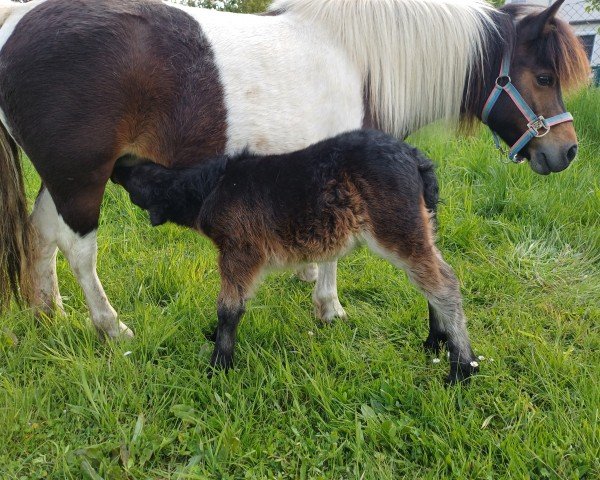 Fohlen von Polly von der Malchower Aue (Dt.Part-bred Shetland Pony, 2024, von Gigant v. d. Bloemhof)