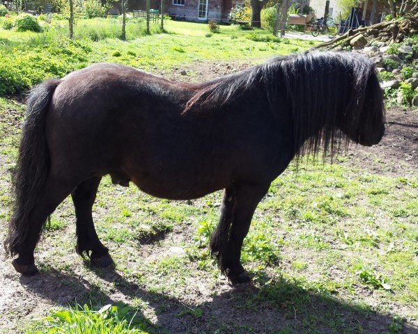 stallion Gigant v. d. Bloemhof (Shetland Pony,  , from Berno van de Pelgrim)