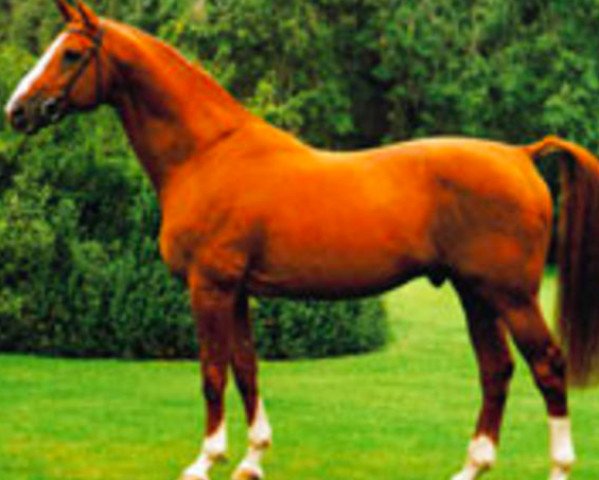 horse Lys de Darmen (Selle Français, 1977, from Et Hop AA)
