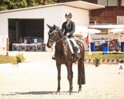 dressage horse Dark Darling 4 (Oldenburg, 2015, from Harmony's Desiderio)