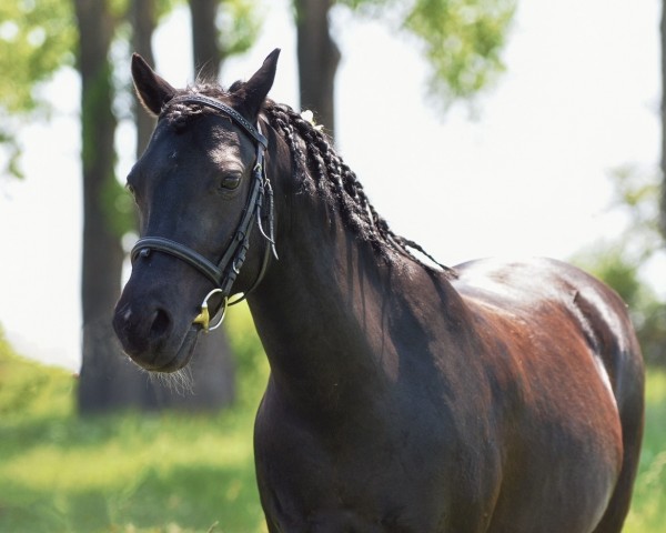 dressage horse Taifun (German Riding Pony, 2009, from Mr. Tarek)