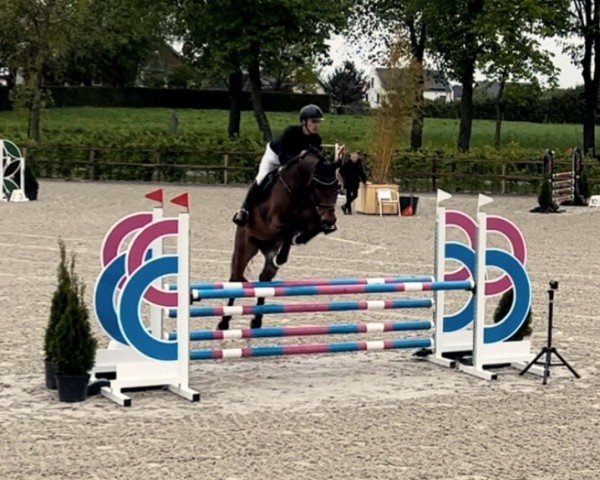 jumper Last Chance 16 (Oldenburg show jumper, 2014, from Last Man Standing)