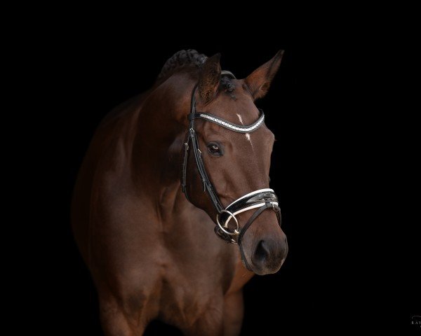 broodmare Dornröschen von Bömme (Rhinelander, 2018, from Daily Deal)