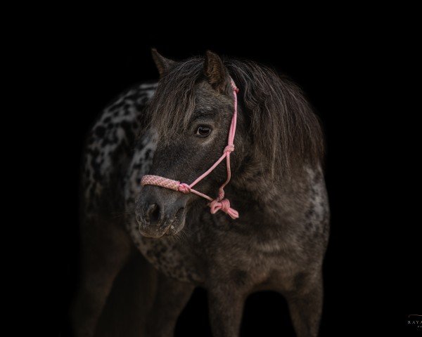 broodmare Lendorfs Gracia (Dt.Part-bred Shetland pony, 2015, from Valum van de Kuper)